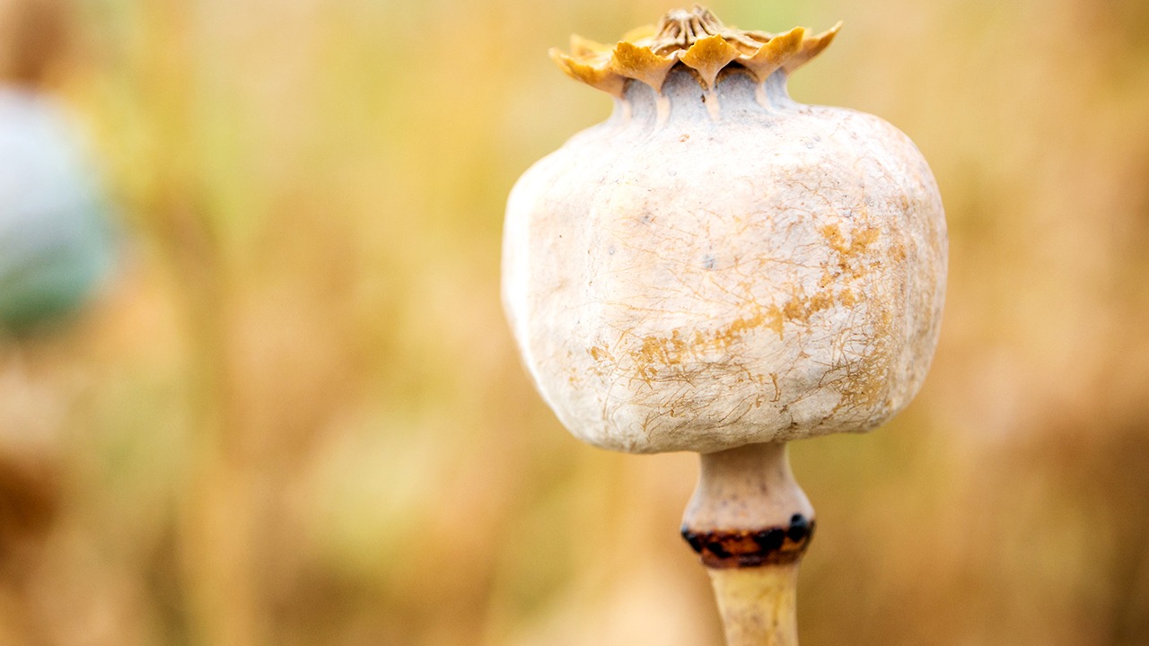 {男子怀疑凉皮有罂粟报警 凉皮店主已被采取刑事强制措施}