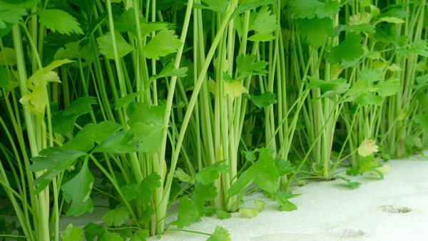 芹菜蜜汁可辅助治疗肝炎 治疗肝炎的食疗方法是什么