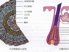 毛發(fā)整形