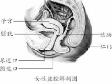 妊娠合并急性膀胱炎