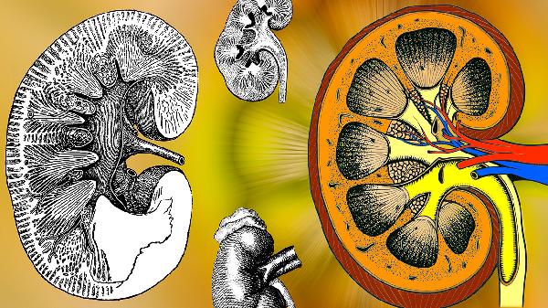 什么原因造成腎萎縮嚴重