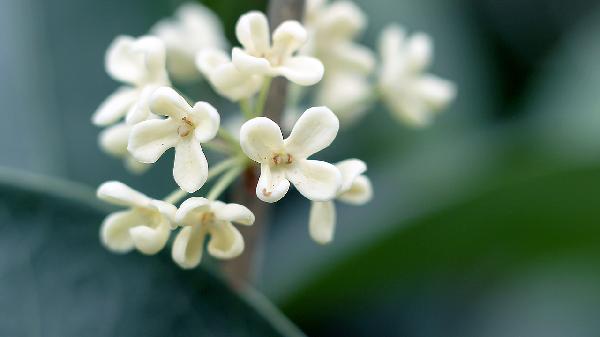 桂花露會(huì )導致肝功能異常嗎
