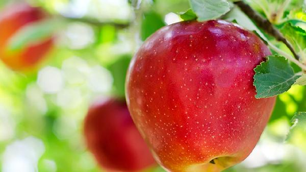 支气管扩张可以喝蜜糖水吗  支气管扩张这5种食物尽量少吃