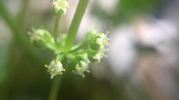 金錢草顆粒與復(fù)方金錢草區(qū)別