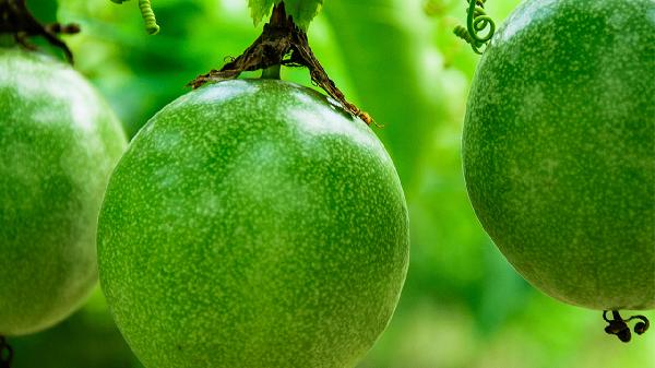 百香果對甲狀腺結(jié)節(jié)有好處嗎