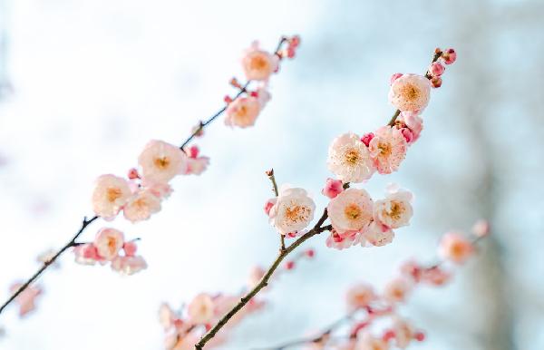 桃花祛斑的方法是什么