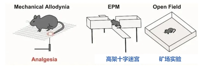 晚必安酸棗仁膠囊真的能改善睡眠嗎？深度剖析為你揭秘
