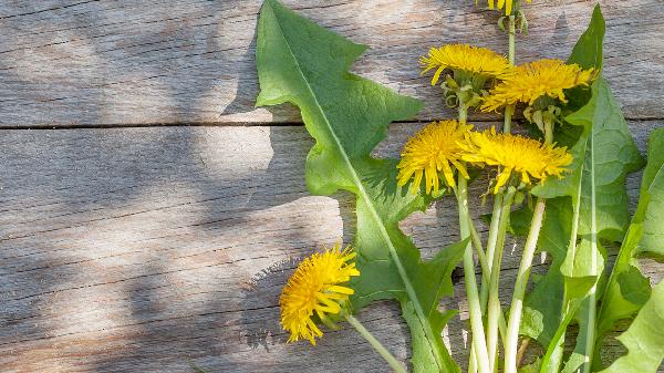 红大戟的功效与作用是什么