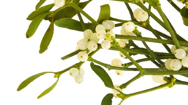 桑寄生和分心木泡水喝功效是什么