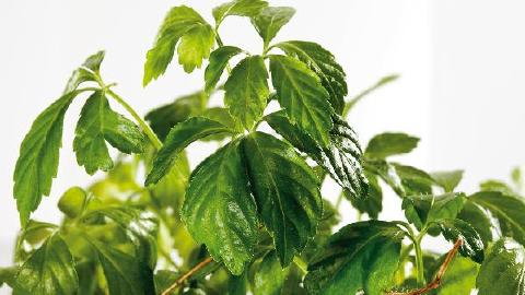 絞股藍泡水喝的功效禁忌有哪些