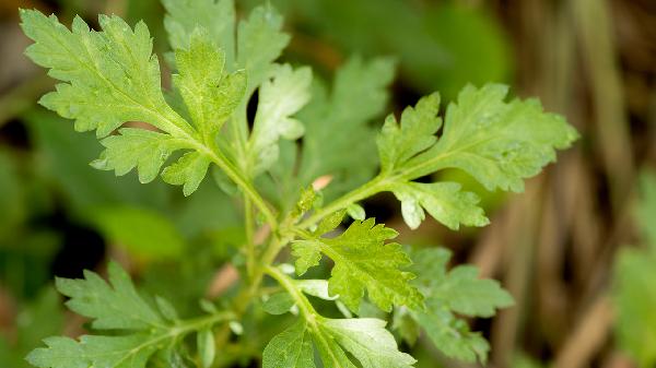 艾草與艾蒿的藥用區(qū)別
