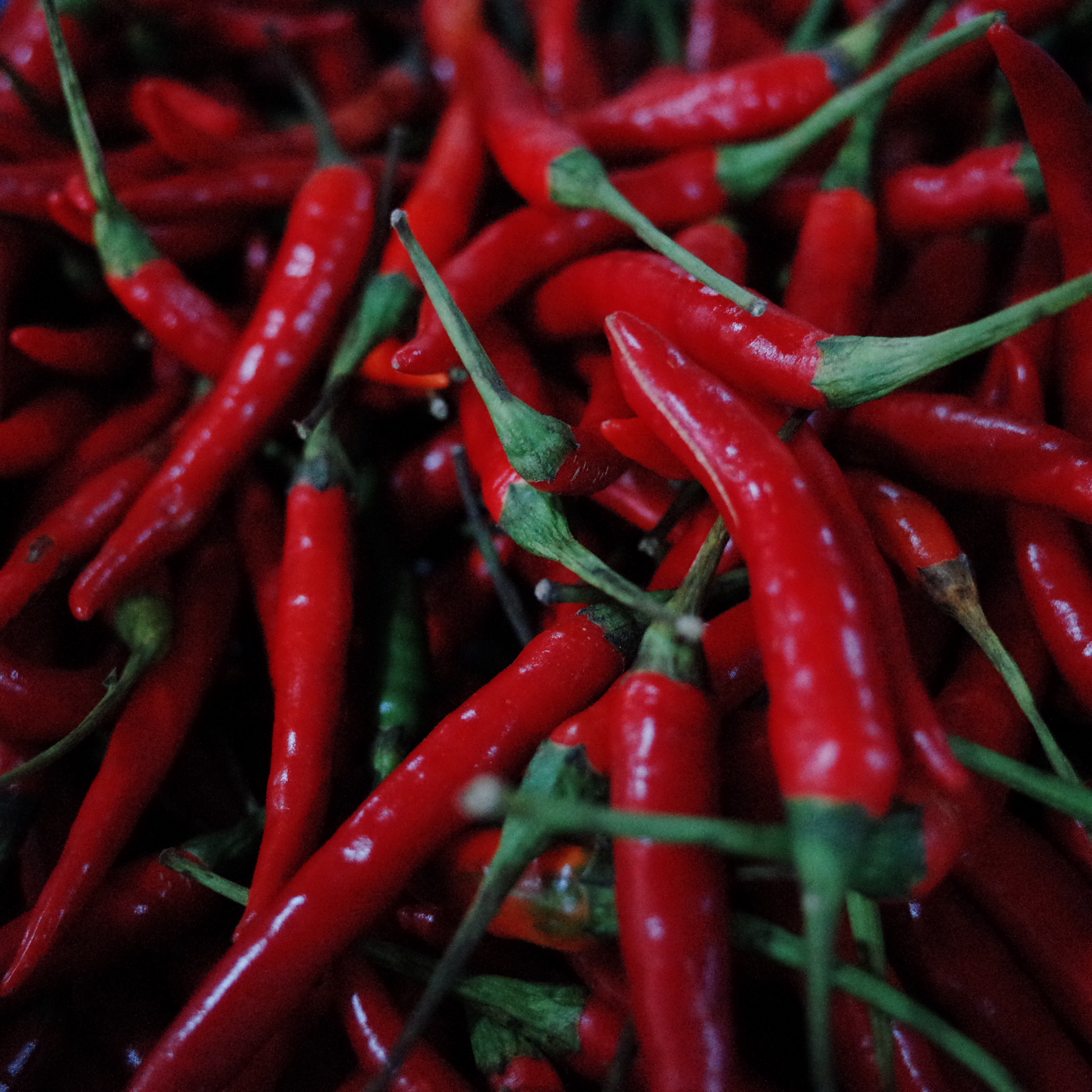 吃辣椒后大便出血怎么回事