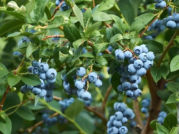 新鮮藍莓最佳的保存方法是什么