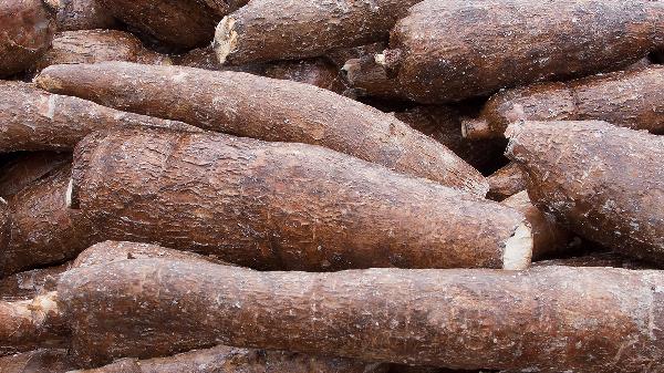 木薯粉兒童可以吃嗎