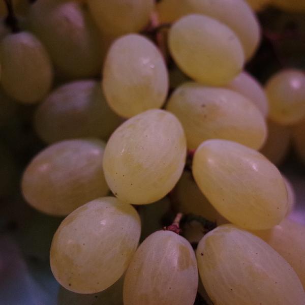 葡萄哪一個(gè)品種好吃