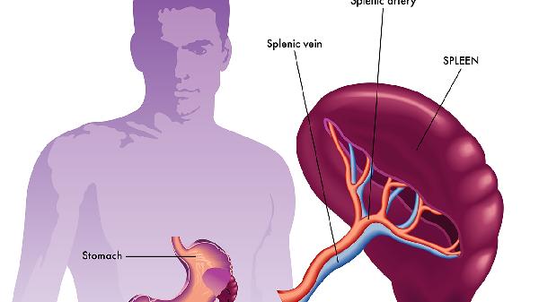 感染性脾大的癥狀