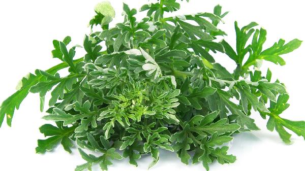 茼蒿凍了還能吃嗎