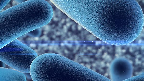 可以增肥的益生菌有哪些