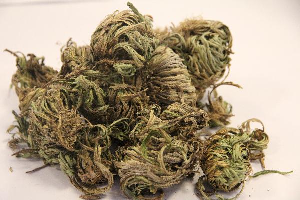 孩子早熟最怕三個(gè)中藥