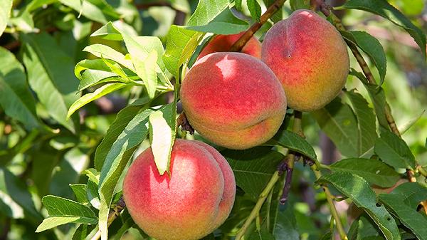 水果上貼的標簽有毒嗎