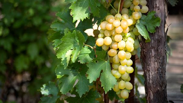 紅葡萄酒如何鑒別