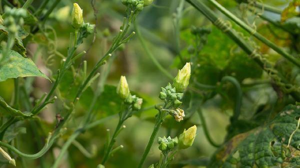 高脂肪食物是指哪些