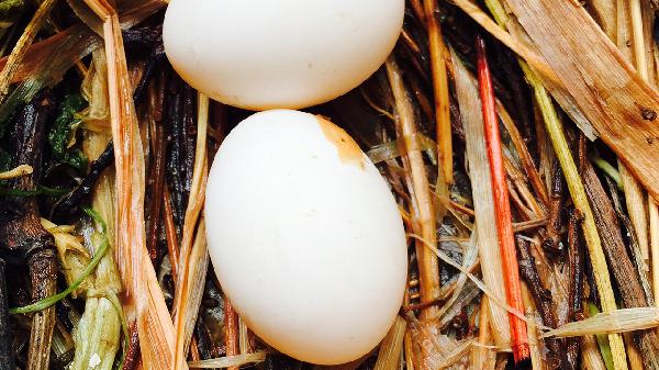 高脂肪和高糖食物有哪些呢區(qū)別