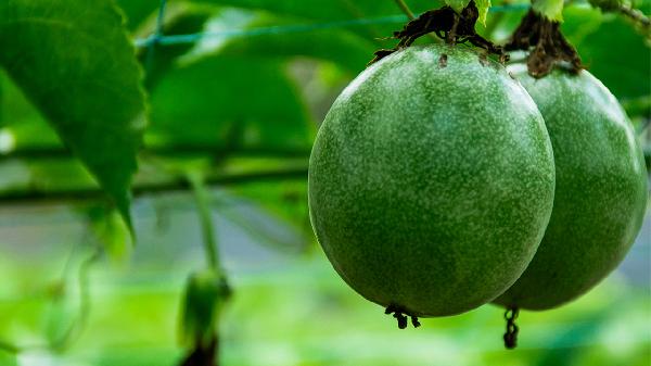 百香果醬為什么不能直接打開