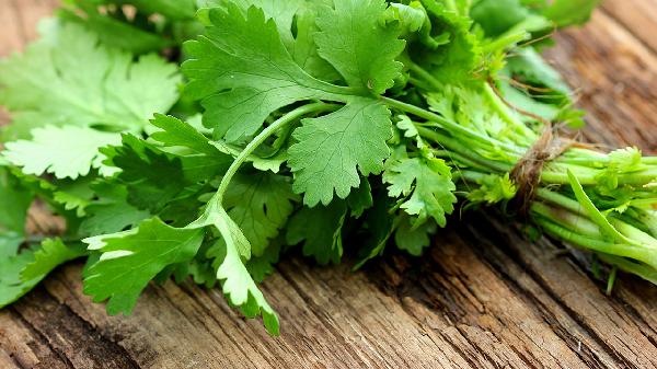 香菜在冰箱里怎么放不壞