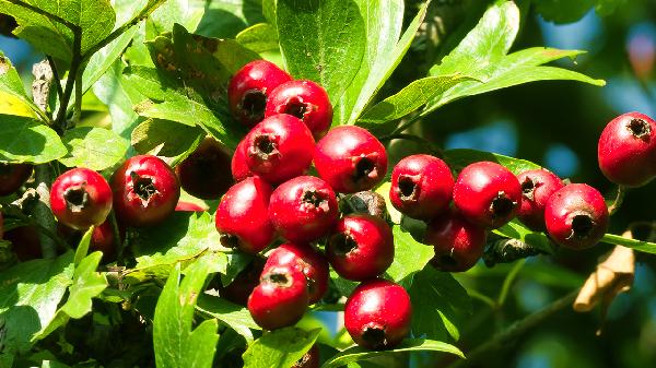 吃什么食物蛋白質(zhì)含量高