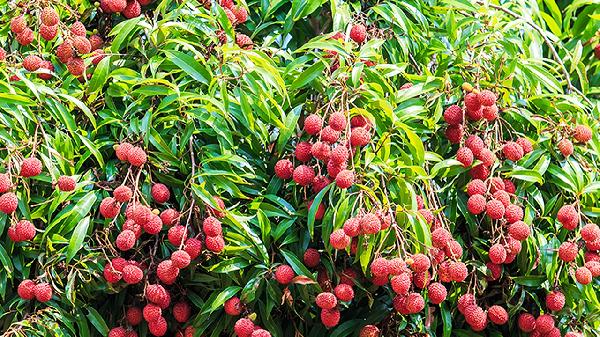 新鮮荔枝怎么保存