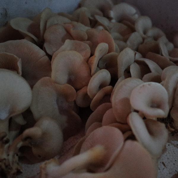 新鮮蘑菇怎么保存方法不變色