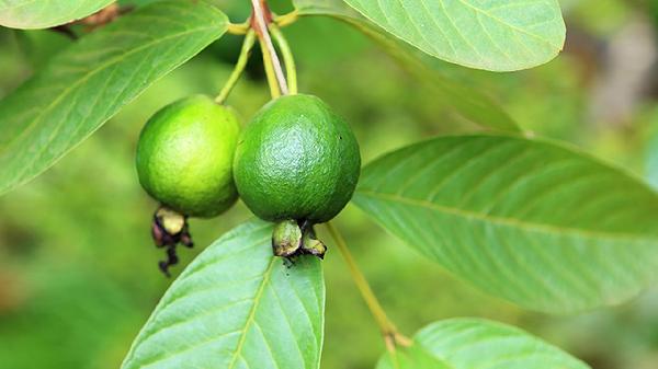 食物中常見(jiàn)的致癌因素有哪些