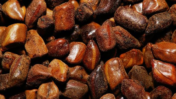 生決明子做枕頭好還是熟決明子好呢