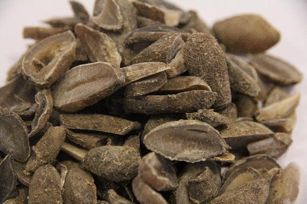 補(bǔ)腎陽的中藥有哪些