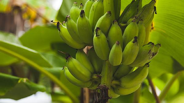 一天只吃香蕉能瘦吗