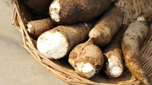 吃木薯粉会中毒吗