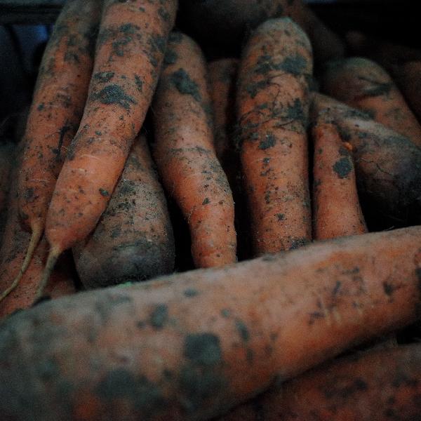 泥胡菜可以生吃嗎