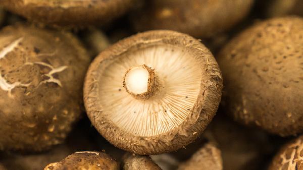 香菇怎么清洗發(fā)霉最快