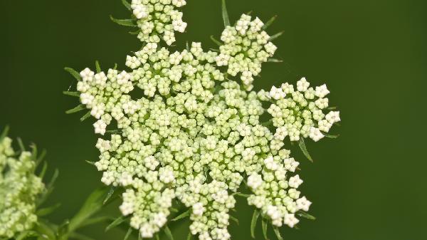 兒童能喝中藥調(diào)理嗎