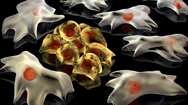 鼻病毒有血凝素嗎