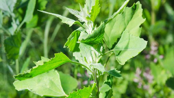 藏茵陳主要治療什么 藏茵陳的藥用價值