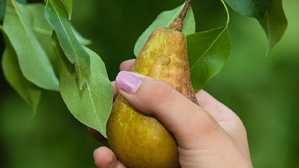 微波炉最忌三种食物有哪些