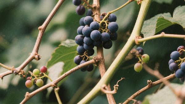 哪種葡萄甜度最低