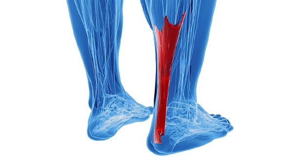 暴食后腿变粗多久能恢复好