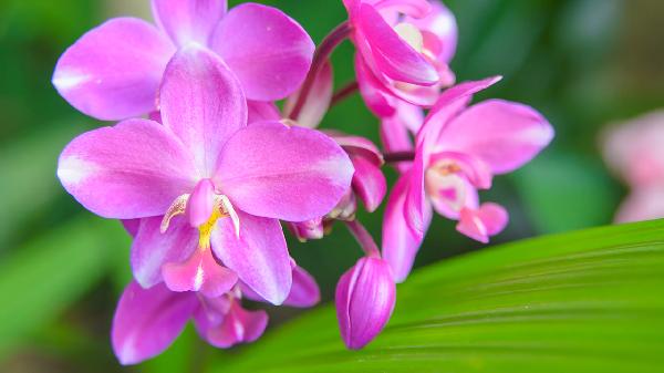 白芨多少錢(qián)一斤2025年價(jià)格