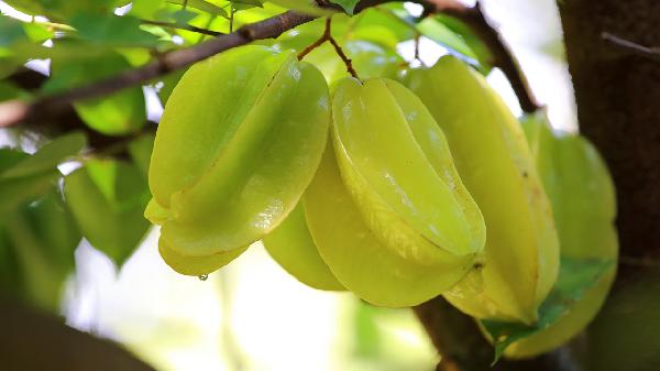 怎樣挑選楊桃才好吃