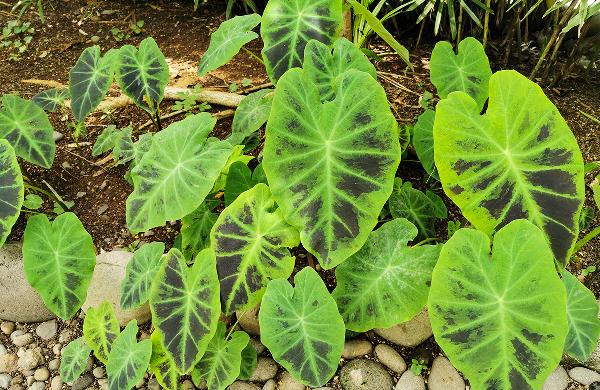 买回来的紫菜能生吃吗