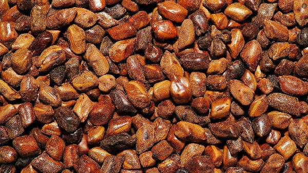 決明子枕頭嬰兒能用嗎