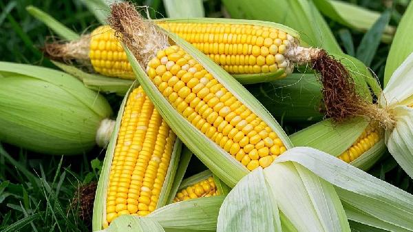 玉米怎么樣保存會時間久一點(diǎn)呢
